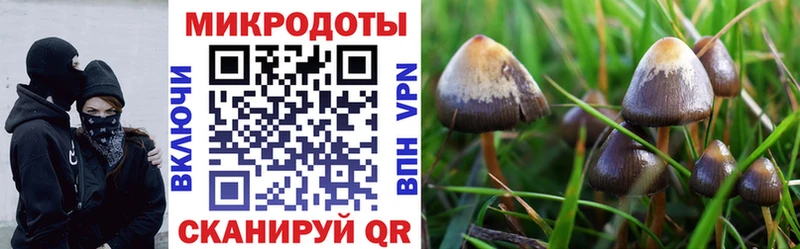 Галлюциногенные грибы Psilocybine cubensis  купить  сайты  Моршанск 